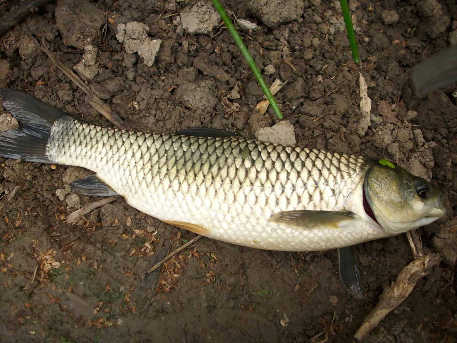  野生草魚